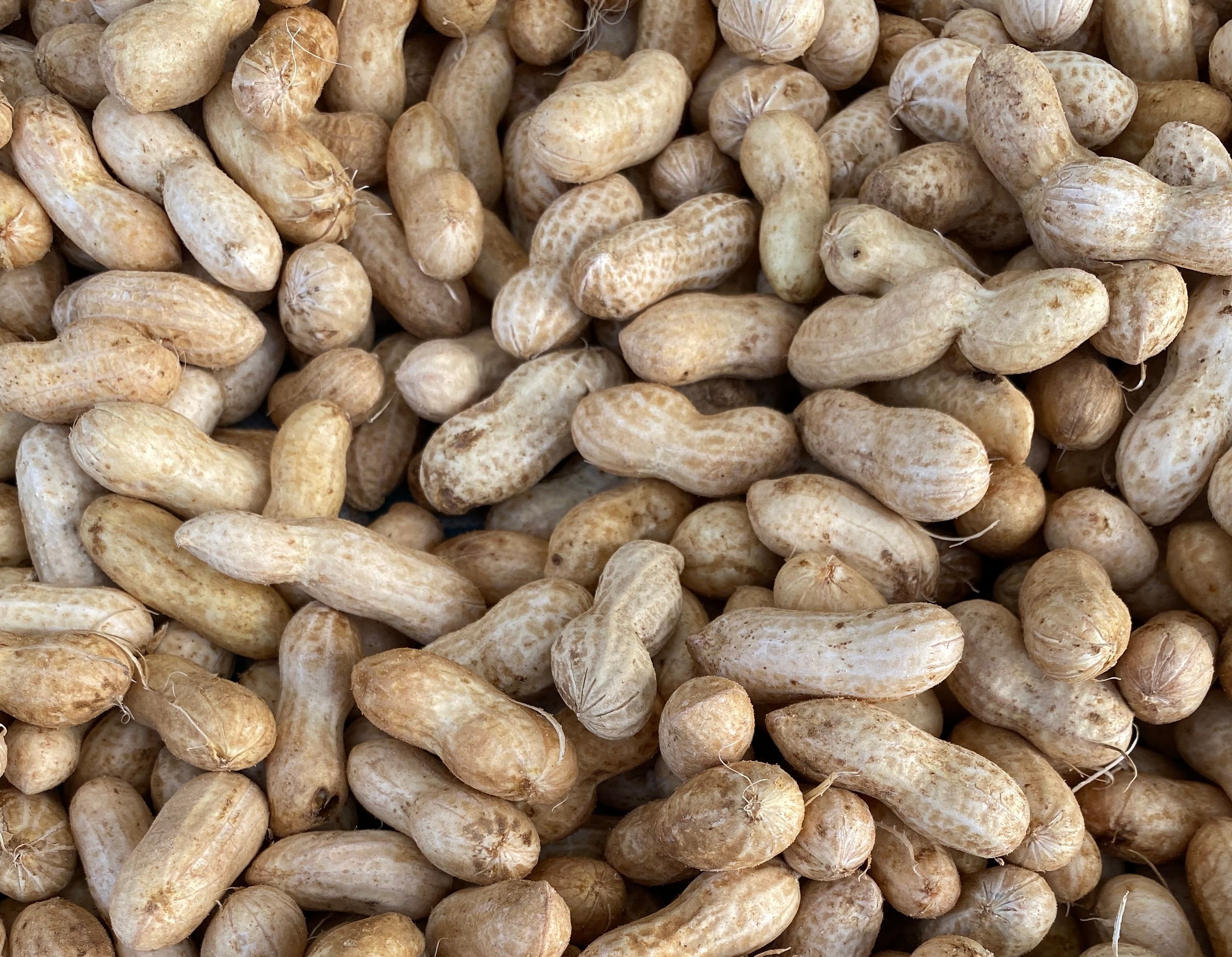 Groundnuts (peanuts) — a nutrient-rich culinary nut