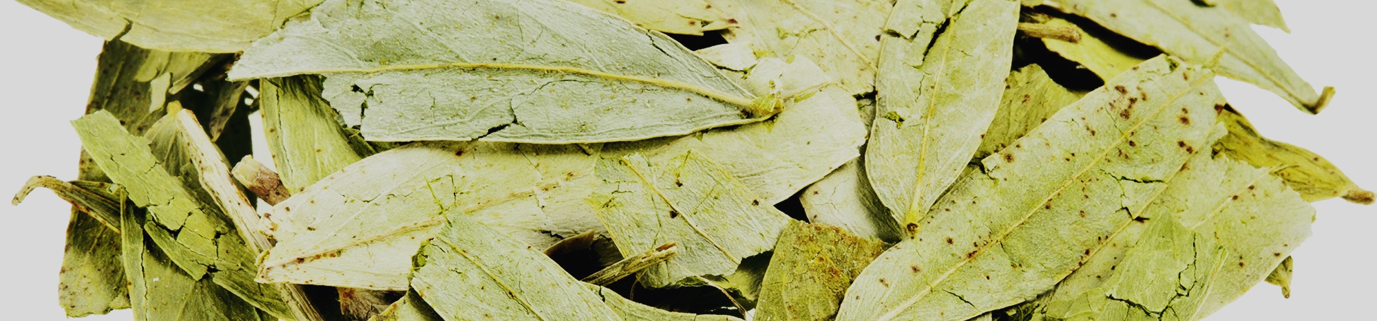 Senna leaves (Sana Makki) — a traditional medicinal plant