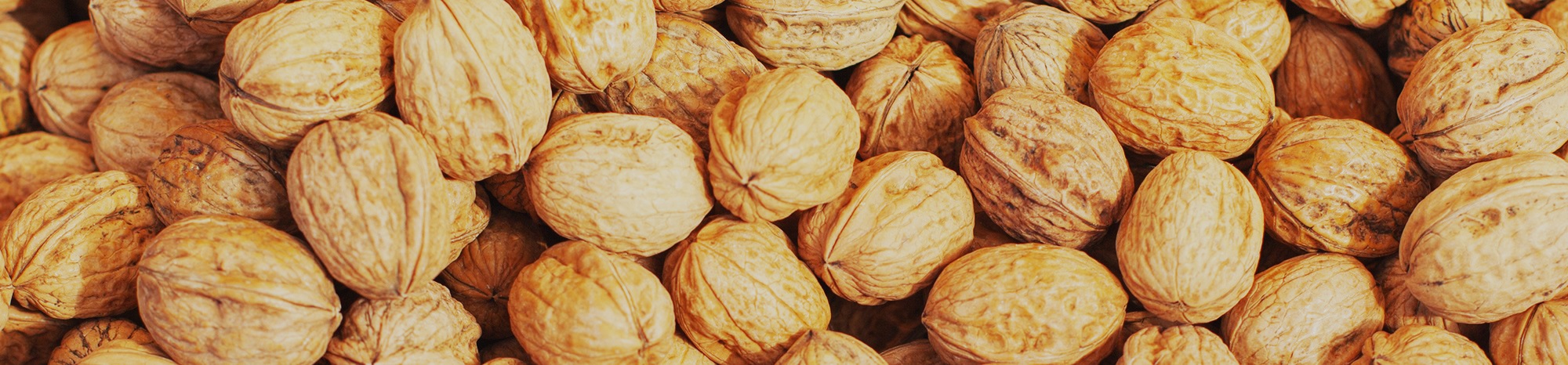 Walnuts — a nutritious culinary nut